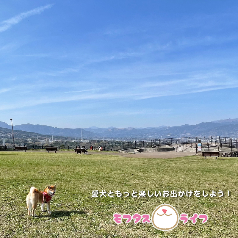 モフタス・ライフ